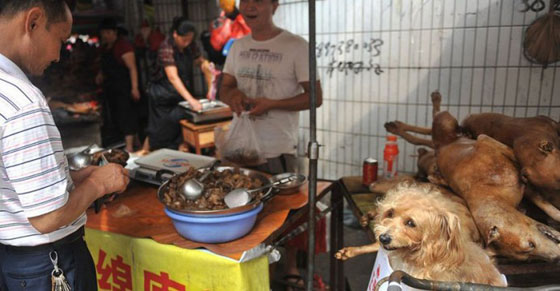 صينيون يطالبون بوقف مهرجان اكل لحوم الكلاب في بكين صورة رقم 15