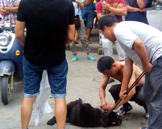 صينيون يطالبون بوقف مهرجان اكل لحوم الكلاب في بكين صورة رقم 22