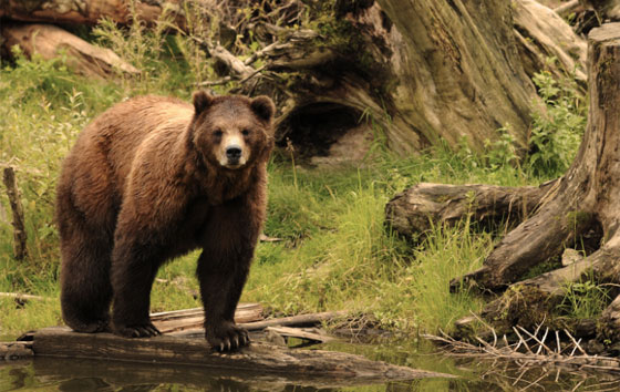دببة تقتل ثلاثة رجال وامرأة في اليابان باقل من شهر صورة رقم 1 دببة تقتل ثلاثة رجال وامرأة في اليابان باقل من شهر صورة رقم 1
