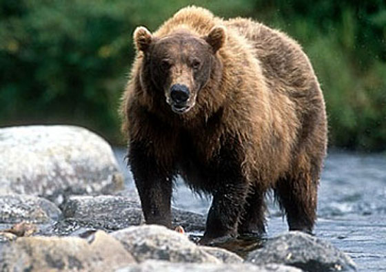 دببة تقتل ثلاثة رجال وامرأة في اليابان باقل من شهر صورة رقم 2 دببة تقتل ثلاثة رجال وامرأة في اليابان باقل من شهر صورة رقم 2