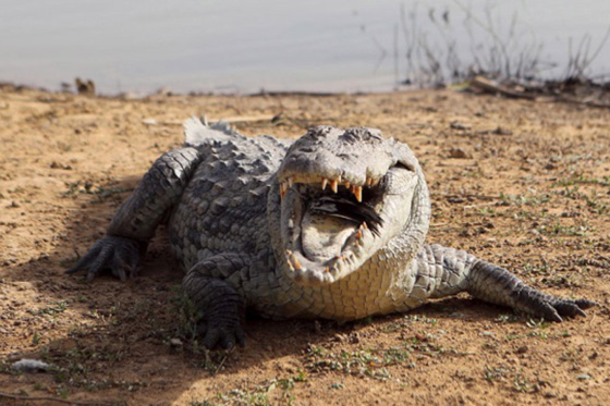 طفل يذهب ضحية لتمساح عملاق بعد اختطافه له من مملكة السحر صورة رقم 5