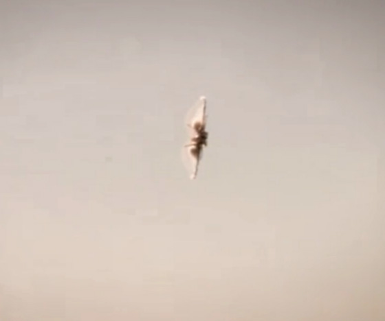 حكاية اختراق حاجز الصوت كما يرويها طيار مجرب صورة رقم 2