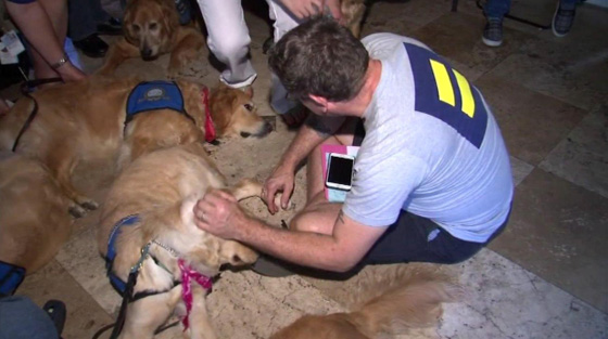 مواساة غير تقليدية لأسر ضحايا اورلاندو..بطابع الكلاب صورة رقم 8