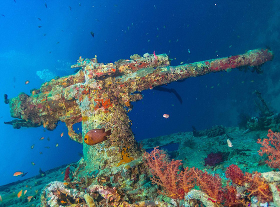  صور مذهلة: بقايا سفينة بريطانية غرقت  منذ 75 عاما في البحر الاحمر صورة رقم 5