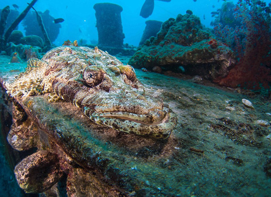  صور مذهلة: بقايا سفينة بريطانية غرقت  منذ 75 عاما في البحر الاحمر صورة رقم 14