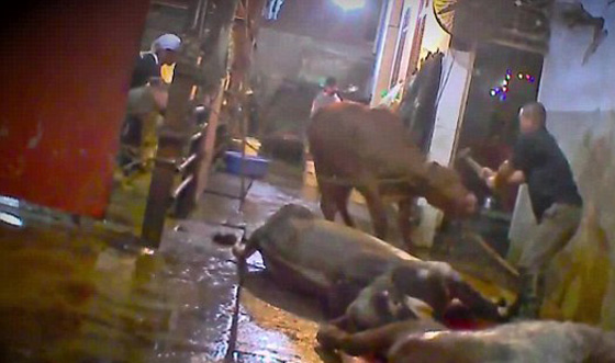  فيديو مروع.. ابشع طرق تعذيب الابقار في المسلخ قبل ذبحها  صورة رقم 1