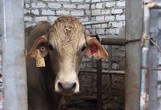  فيديو مروع.. ابشع طرق تعذيب الابقار في المسلخ قبل ذبحها  صورة رقم 2