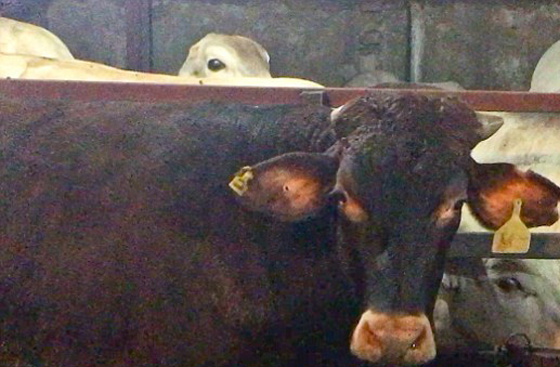  فيديو مروع.. ابشع طرق تعذيب الابقار في المسلخ قبل ذبحها  صورة رقم 3