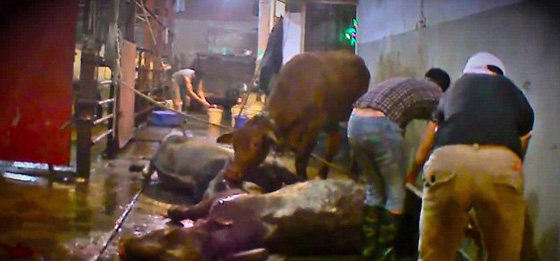  فيديو مروع.. ابشع طرق تعذيب الابقار في المسلخ قبل ذبحها  صورة رقم 4