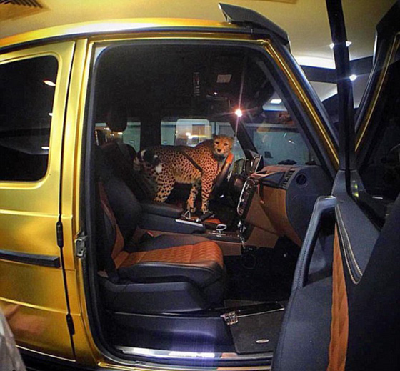 اثرياء العالم يتباهون بثرواتهم وينشرون صورهم مع الاسود والنمور! صورة رقم 15