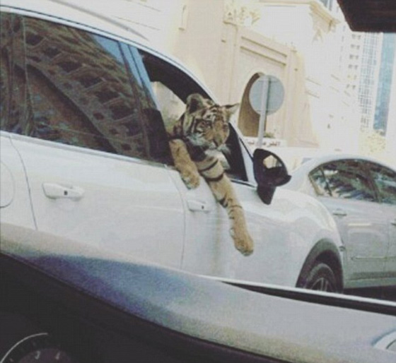 اثرياء العالم يتباهون بثرواتهم وينشرون صورهم مع الاسود والنمور! صورة رقم 14