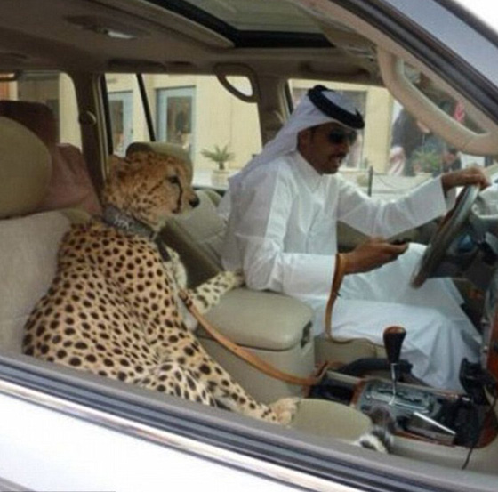 اثرياء العالم يتباهون بثرواتهم وينشرون صورهم مع الاسود والنمور! صورة رقم 9