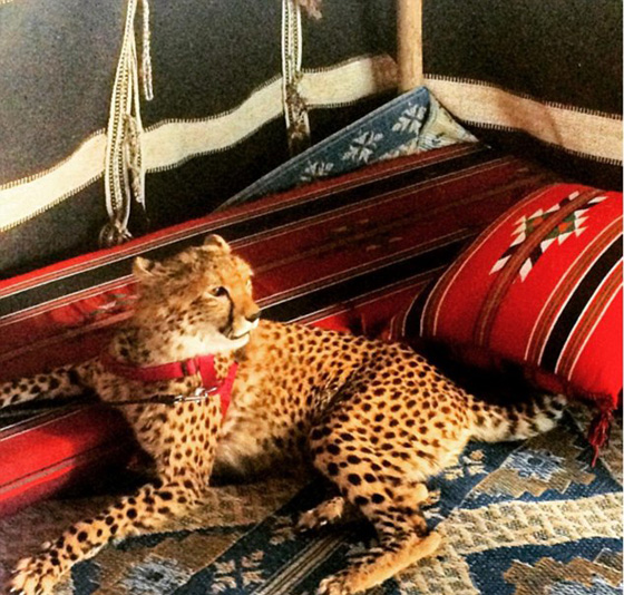 اثرياء العالم يتباهون بثرواتهم وينشرون صورهم مع الاسود والنمور! صورة رقم 17