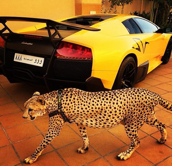 اثرياء العالم يتباهون بثرواتهم وينشرون صورهم مع الاسود والنمور! صورة رقم 18
