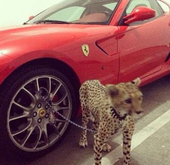 اثرياء العالم يتباهون بثرواتهم وينشرون صورهم مع الاسود والنمور! صورة رقم 19