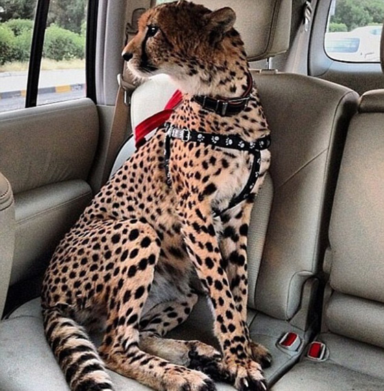 اثرياء العالم يتباهون بثرواتهم وينشرون صورهم مع الاسود والنمور! صورة رقم 20