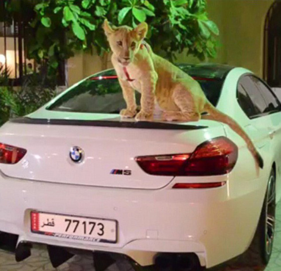 اثرياء العالم يتباهون بثرواتهم وينشرون صورهم مع الاسود والنمور! صورة رقم 21