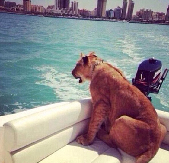 اثرياء العالم يتباهون بثرواتهم وينشرون صورهم مع الاسود والنمور! صورة رقم 23