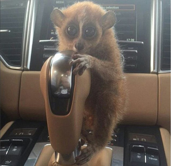 اثرياء العالم يتباهون بثرواتهم وينشرون صورهم مع الاسود والنمور! صورة رقم 12