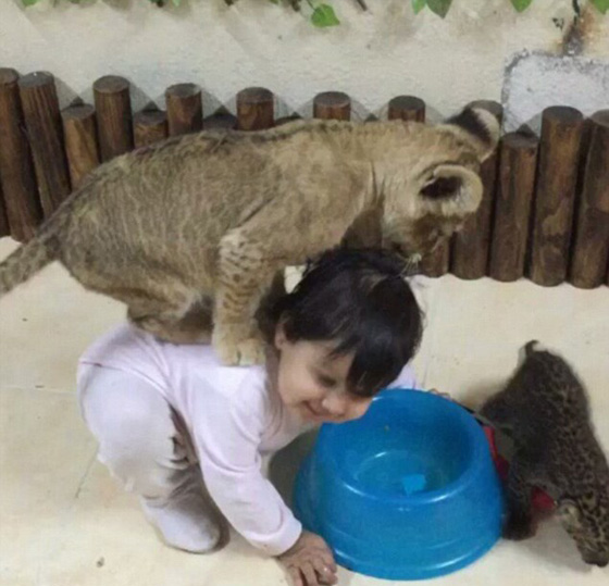 اثرياء العالم يتباهون بثرواتهم وينشرون صورهم مع الاسود والنمور! صورة رقم 13