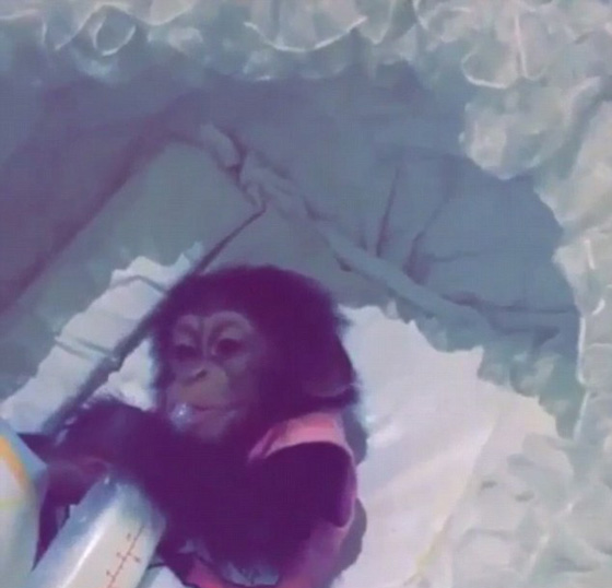 اثرياء العالم يتباهون بثرواتهم وينشرون صورهم مع الاسود والنمور! صورة رقم 11