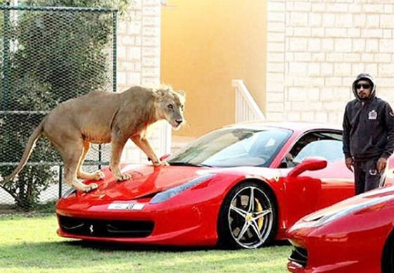 اثرياء العالم يتباهون بثرواتهم وينشرون صورهم مع الاسود والنمور! صورة رقم 3