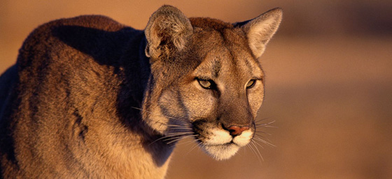 كولورادو: ام تنتزع طفلها من بين انياب اسد جبلي متوحش صورة رقم 3