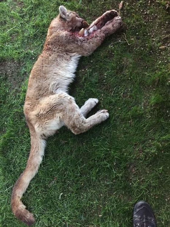 كولورادو: ام تنتزع طفلها من بين انياب اسد جبلي متوحش صورة رقم 1