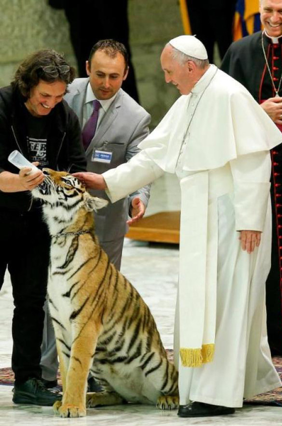 مواجهة بين بابا الفاتيكان ونمر تنتهي بالتربيت على الفرو!! صورة رقم 9