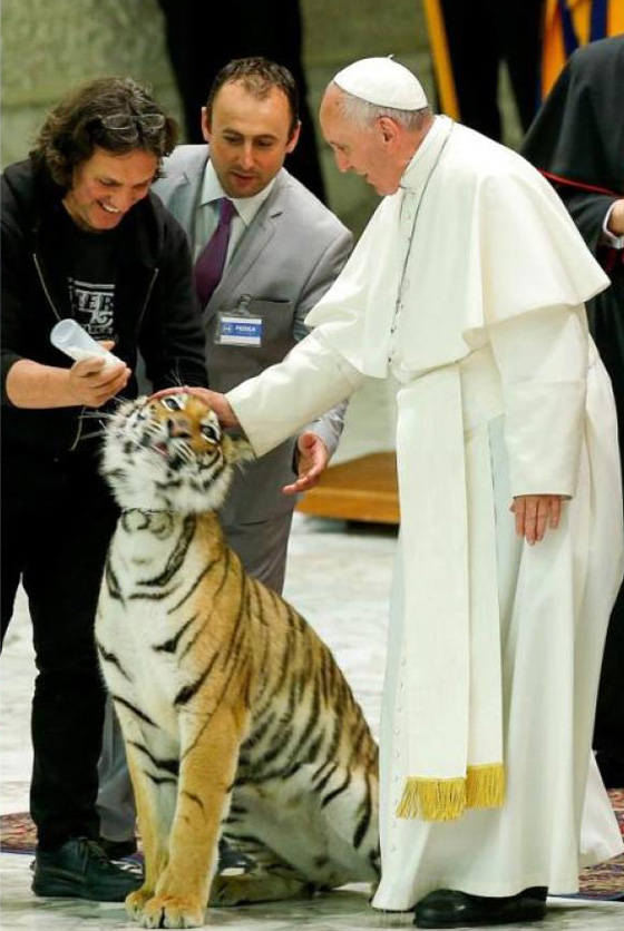 مواجهة بين بابا الفاتيكان ونمر تنتهي بالتربيت على الفرو!! صورة رقم 10