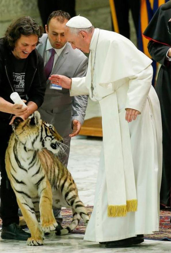 مواجهة بين بابا الفاتيكان ونمر تنتهي بالتربيت على الفرو!! صورة رقم 11