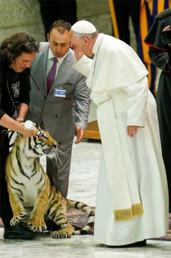 مواجهة بين بابا الفاتيكان ونمر تنتهي بالتربيت على الفرو!! صورة رقم 12