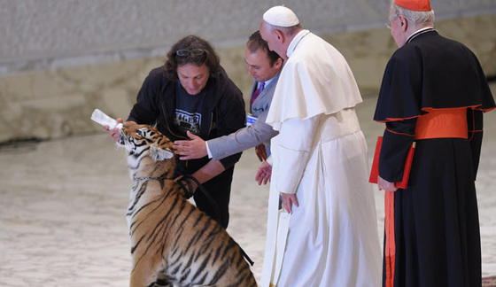 مواجهة بين بابا الفاتيكان ونمر تنتهي بالتربيت على الفرو!! صورة رقم 7