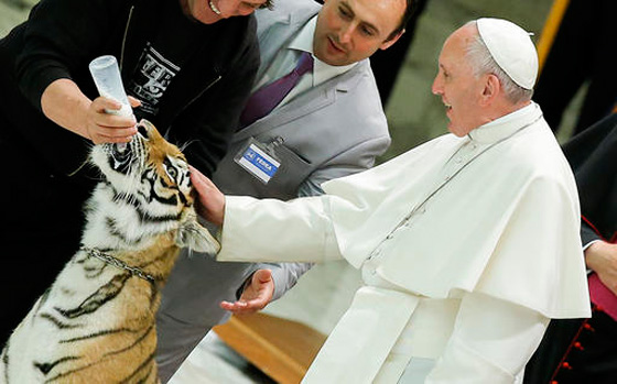 مواجهة بين بابا الفاتيكان ونمر تنتهي بالتربيت على الفرو!! صورة رقم 2