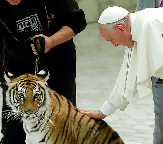 مواجهة بين بابا الفاتيكان ونمر تنتهي بالتربيت على الفرو!! صورة رقم 4