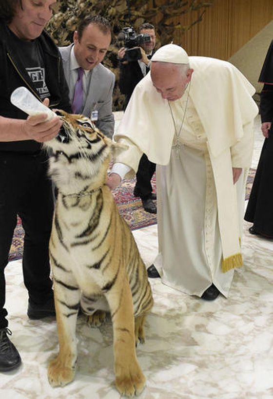 مواجهة بين بابا الفاتيكان ونمر تنتهي بالتربيت على الفرو!! صورة رقم 3