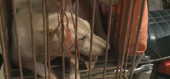  فيديو صادم.. مهرجان اكل الكلاب في الصين يفجر غضبا عالميا صورة رقم 1