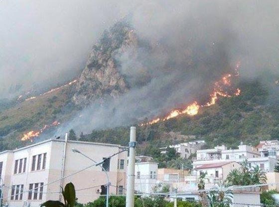 هكذا تستخدم عصابات المافيا القطط في تنفيذ جرائمها صورة رقم 1