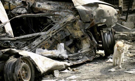 هكذا تستخدم عصابات المافيا القطط في تنفيذ جرائمها صورة رقم 3