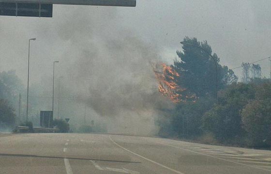 هكذا تستخدم عصابات المافيا القطط في تنفيذ جرائمها صورة رقم 11