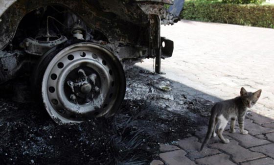 هكذا تستخدم عصابات المافيا القطط في تنفيذ جرائمها صورة رقم 4