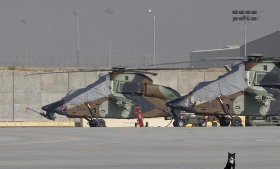 هكذا تستخدم عصابات المافيا القطط في تنفيذ جرائمها صورة رقم 5