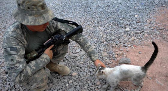 هكذا تستخدم عصابات المافيا القطط في تنفيذ جرائمها صورة رقم 2