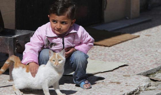 هكذا تستخدم عصابات المافيا القطط في تنفيذ جرائمها صورة رقم 6