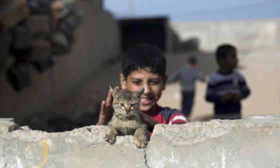 هكذا تستخدم عصابات المافيا القطط في تنفيذ جرائمها صورة رقم 7