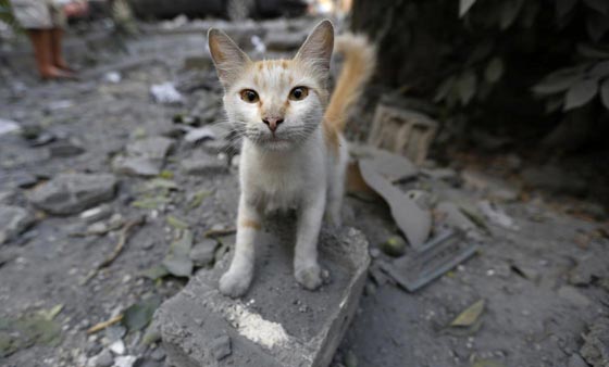 هكذا تستخدم عصابات المافيا القطط في تنفيذ جرائمها صورة رقم 9