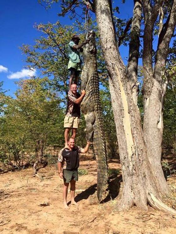 ايهما اطول التمساح الضخم ام الرجال الثلاثة معا؟ شاهد واحكم بنفسك صورة رقم 1
