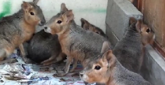 عائشة الاماراتية تعيش مع 270 حيوانا في بيتها.. فيديو صورة رقم 1