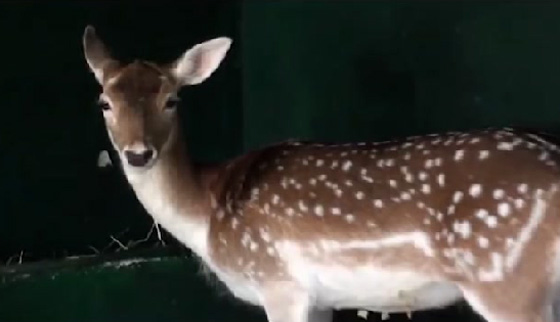 عائشة الاماراتية تعيش مع 270 حيوانا في بيتها.. فيديو صورة رقم 2