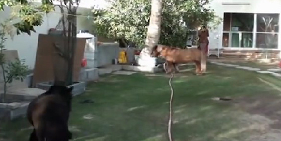 عائشة الاماراتية تعيش مع 270 حيوانا في بيتها.. فيديو صورة رقم 4